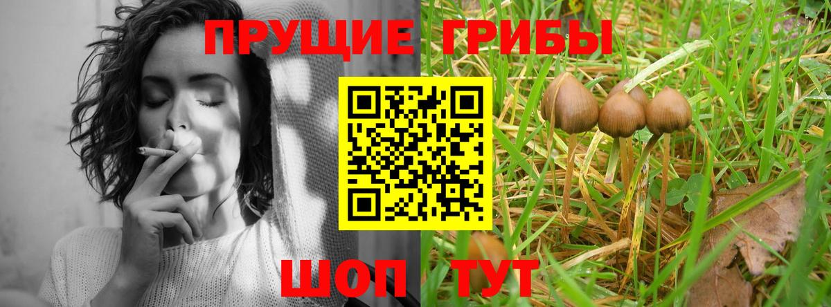 Псилоцибиновые грибы мицелий Шали